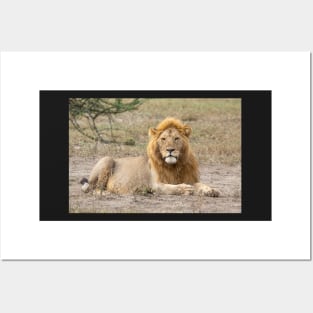 African Lion: Adult Male, Tanzania Posters and Art